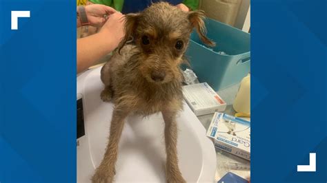 mesquite tx animal shelter|mesquite animal control.